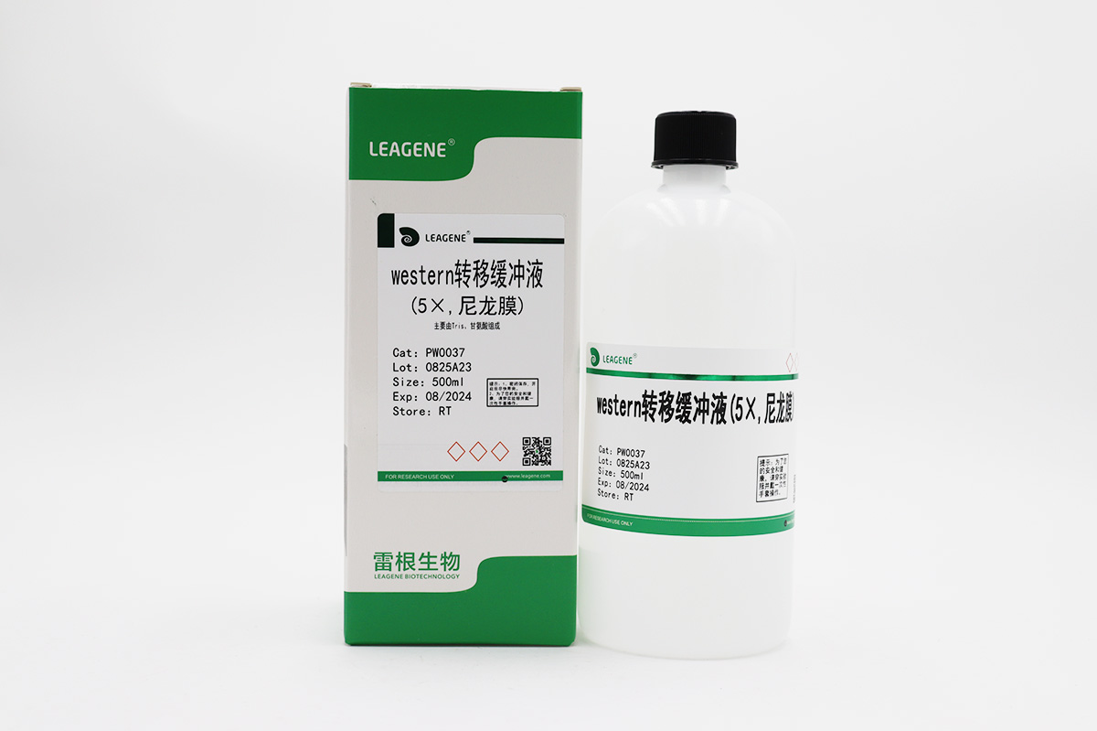 western转移缓冲液(5×,尼龙膜)
