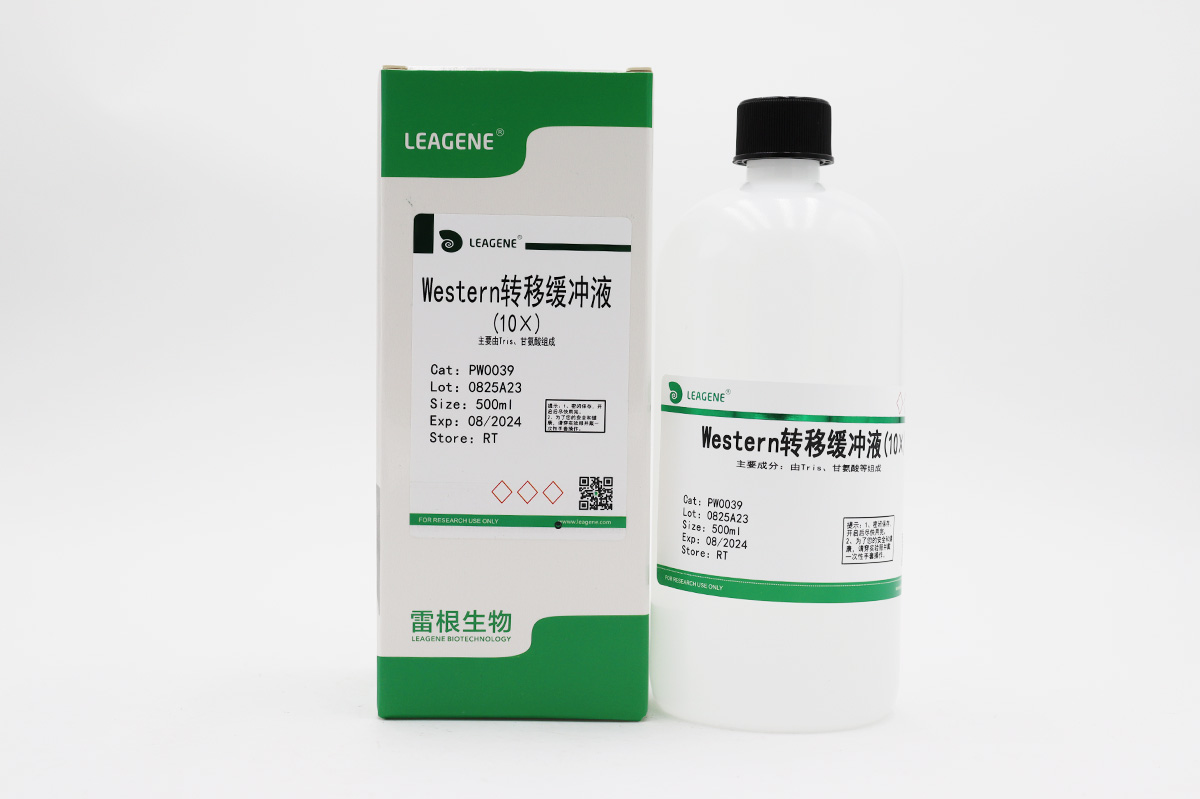 Western转移缓冲液(10×)